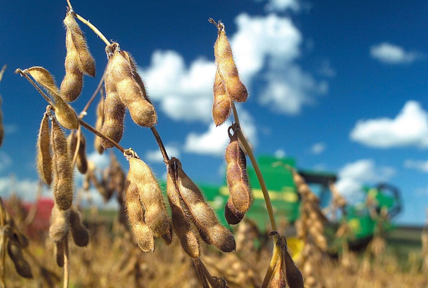 Bajas para la soja en Rosario y en Chicago - Agrolatam