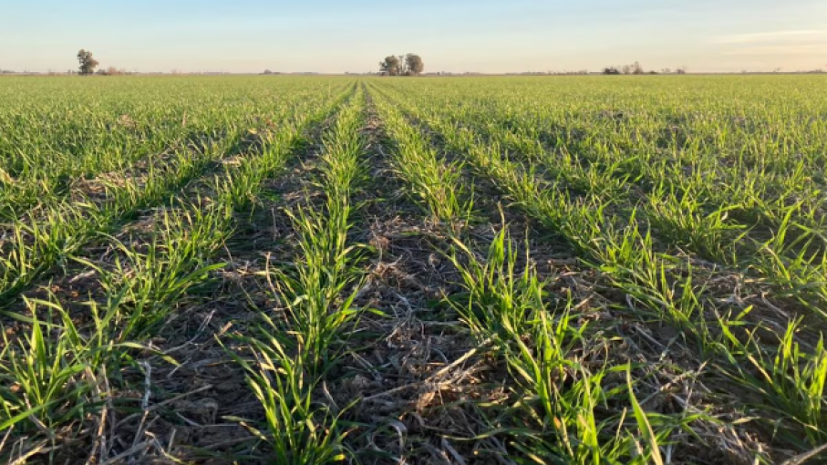 Con nitrógeno foliar, las gramíneas logran un plus de rendimiento