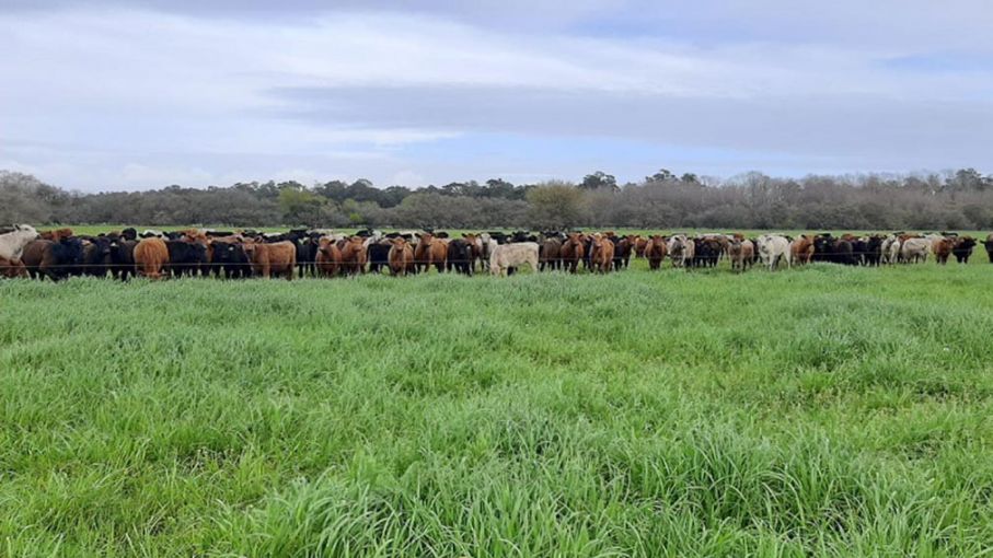 Pastorear los pastizales del Río de la Plata conserva el carbono del suelo  - Agrolatam