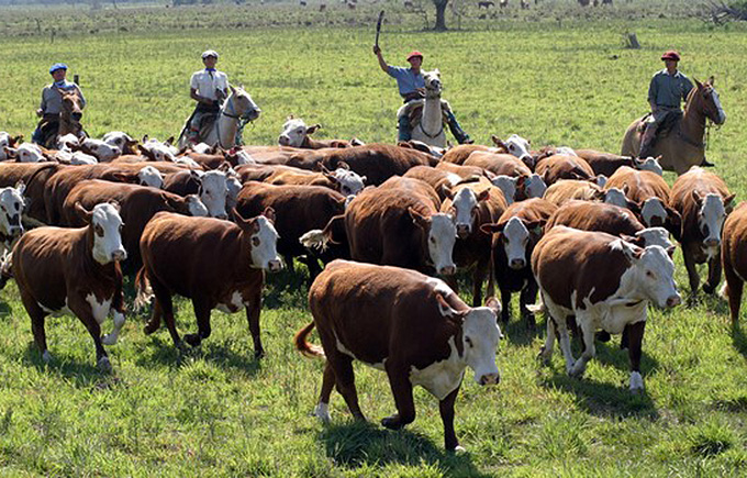 Productores Ganaderos en Argentina Estrategias de Resguardo en