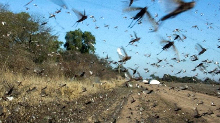 Continúan los monitoreos para la detección temprana y control de focos de langosta