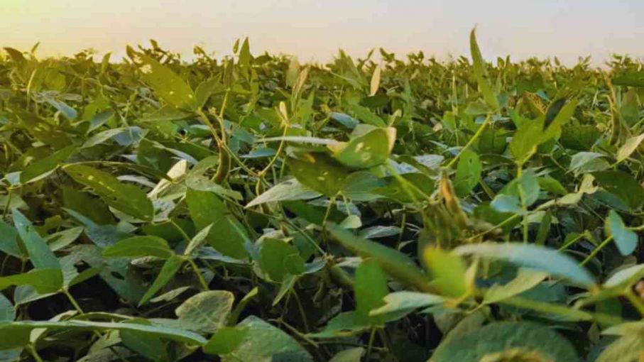 El clima y el manejo explican hasta el 60 % de la brecha de rendimiento