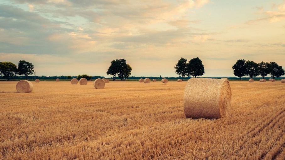 Ola de frío: Heladas generalizadas y mejora en las condiciones agrícolas