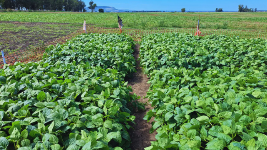 Nuevas estrategias en el manejo de malezas: El avance de la biotecnología en la agricultura