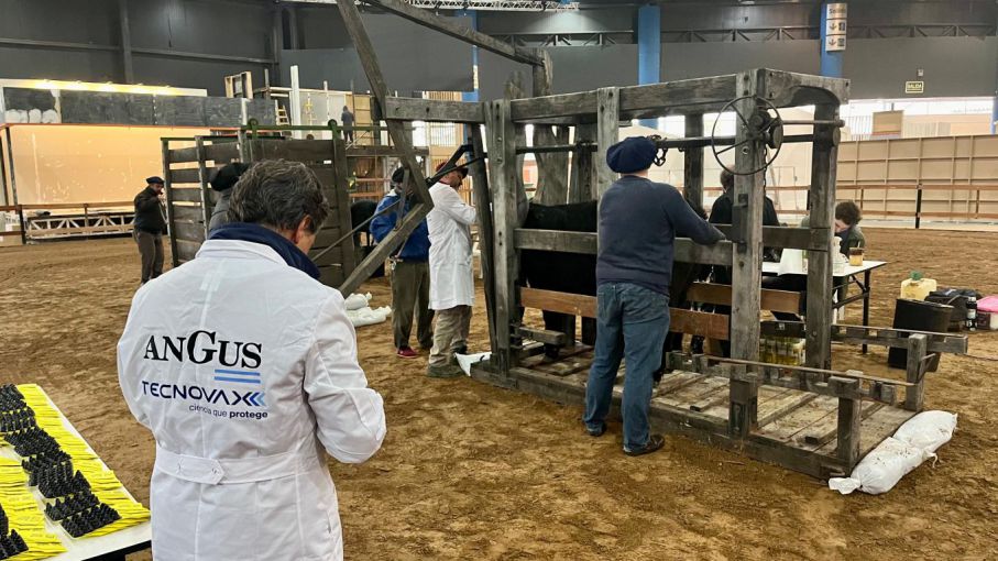 Mañana comienza la 81ª Expo Angus de Otoño