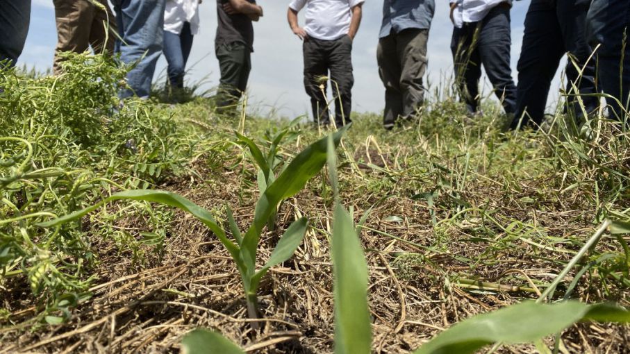 ¿Se puede predecir cómo impactará un cultivo de servicios en el rinde del cultivo de renta?