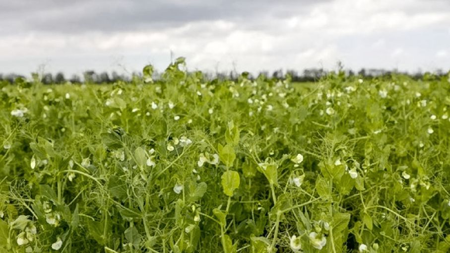 Intensificación y sostenibilidad, claves para la agricultura del futuro