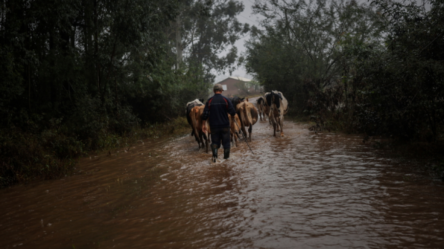 Productores agropecuarios en Brasil enfrentan pérdidas devastadoras tras inundaciones
