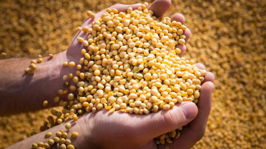 Variación de precios en el mercado de granos: Soja sube en Rosario mientras Chicago registra caídas